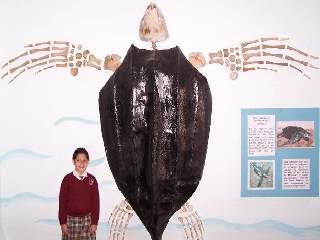 Turismo | Tortugas gigantes en Miramar