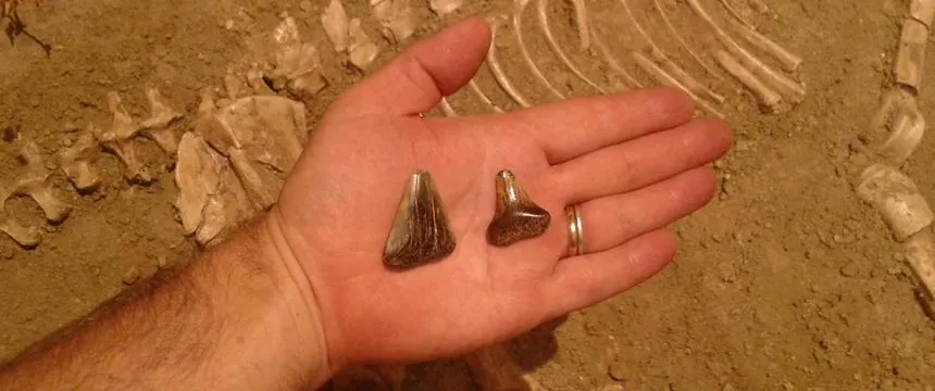 Local | Hallan fósiles de un tiburón blanco prehistórico en Miramar
