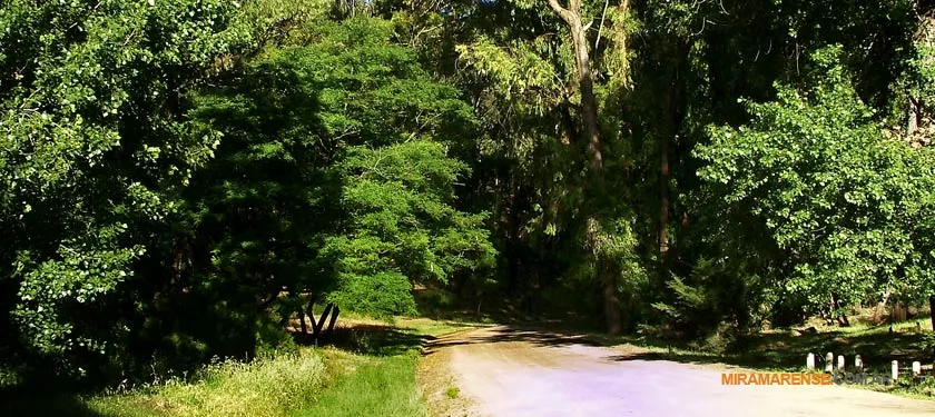 Bosque Vivero Dunícola en Miramar