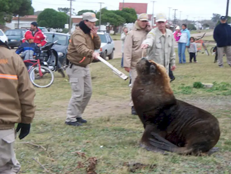 Turismo | Lobo Marino Suelto