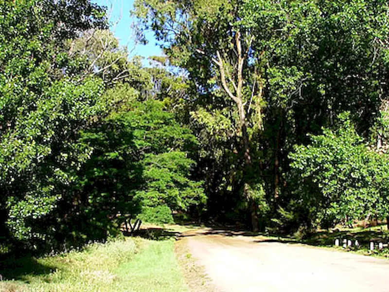 Turismo | Forestación