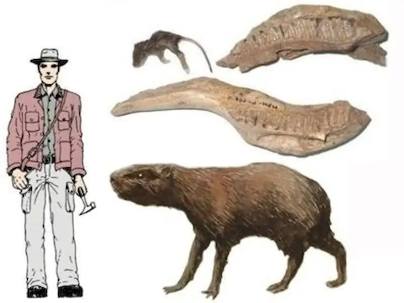 Turismo | Hallan fosil de 3 millones de años