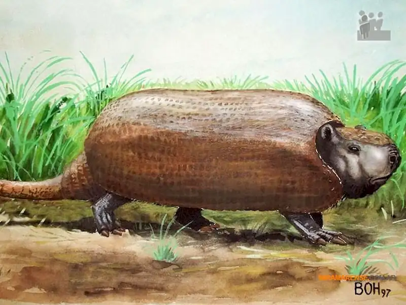 Local | Presentarán un fósil hallado en Miramar en Nueva Zelanda