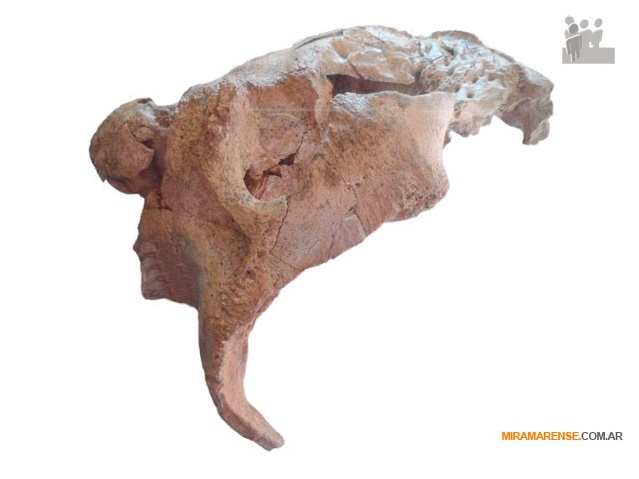Local | Presentarán un fósil hallado en Miramar en Nueva Zelanda