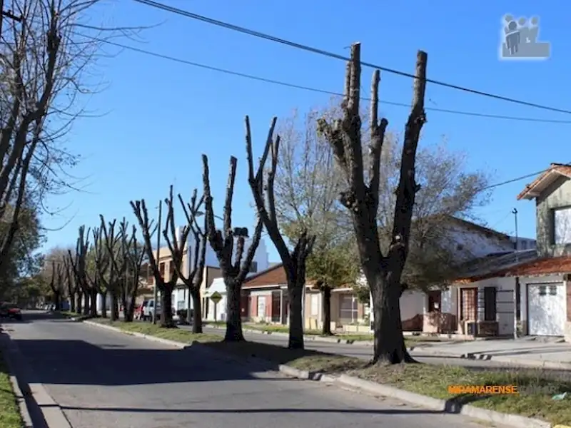 Censo de arbolado urbano | Miramarense