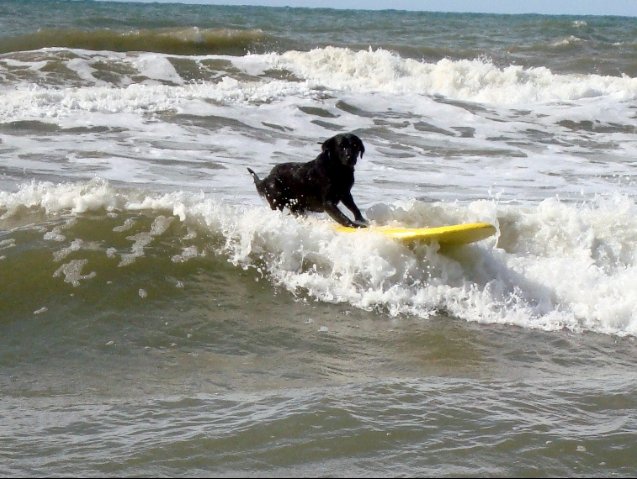 Deporte | Goro, el perro surfista de las playas de Miramar