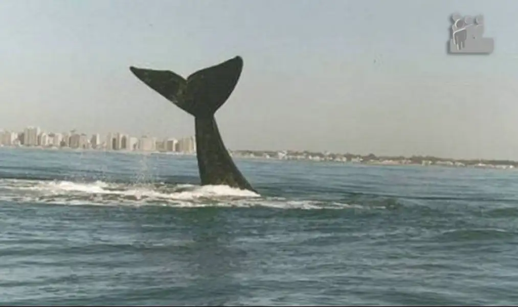 Turismo | Ballenas en las costas de Miramar