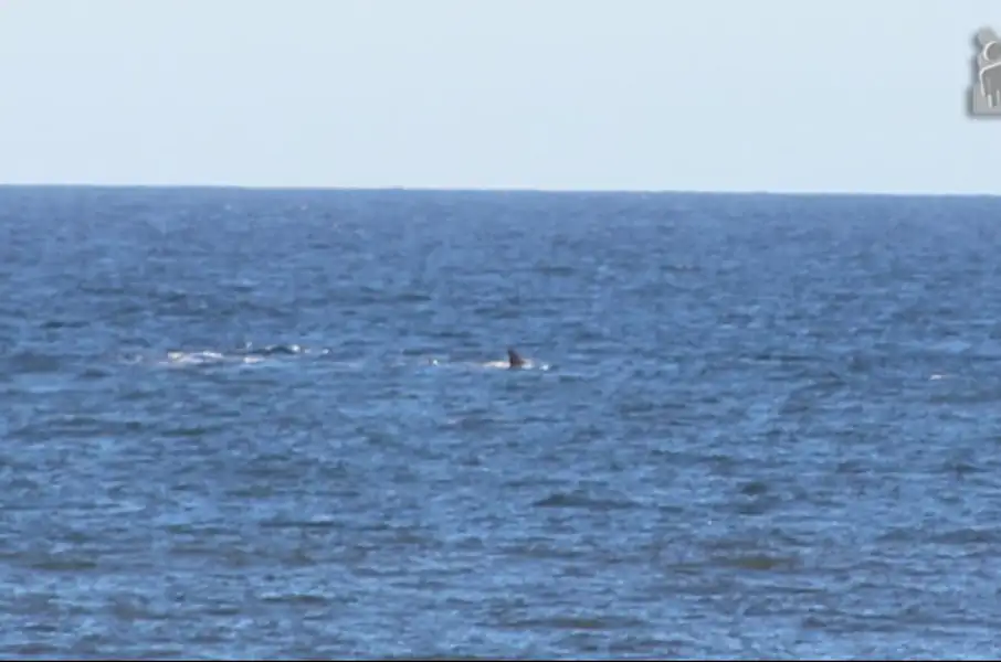Turismo | Ballenas en Miramar