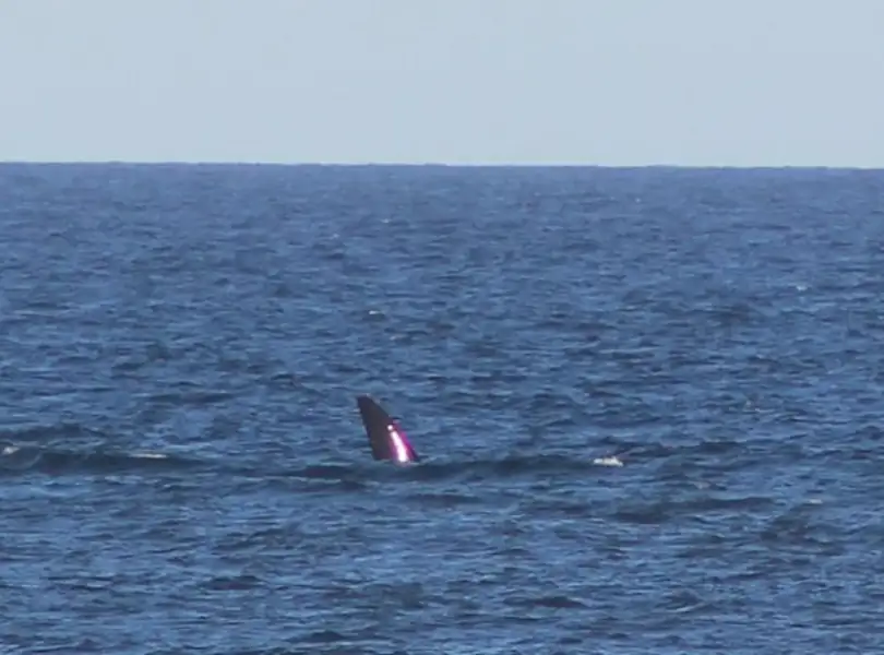 Turismo | Ballenas en Miramar