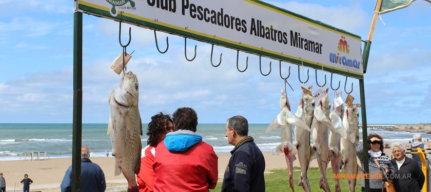 9º Concurso pesca al Pez Elefante, Miramar 2015 | Miramarense