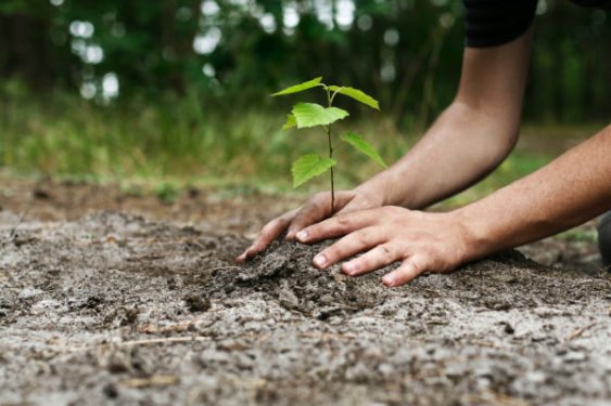 Se plantará un árbol por cada bebé que nazca en Miramar | Miramarense