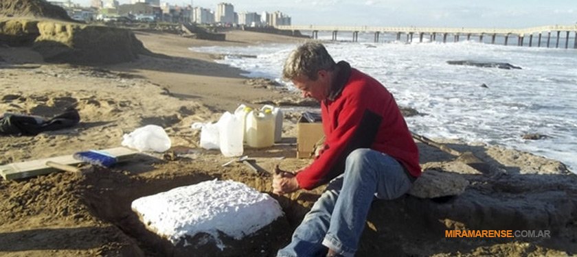 Hallaron huellas fósiles de un diente de sable en Miramar | Miramarense