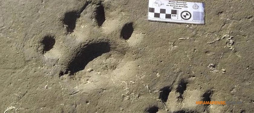 Local | Hallaron huellas fósiles de un diente de sable en Miramar