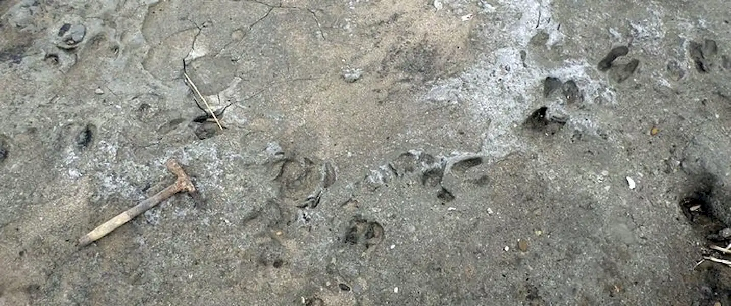Local | Encuentran gran cantidad de huellas de animales extintos