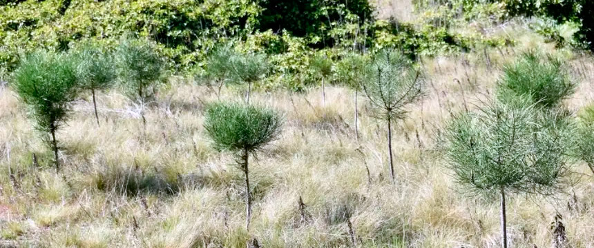 Comenzó el plan de forestación del Bosque Vivero de Miramar