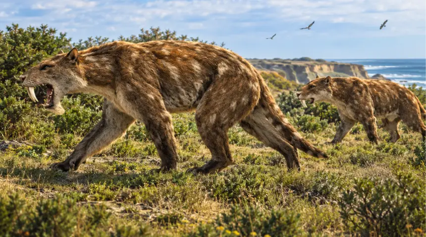 En Miramar descubren una nueva especie de “dientes de sable”