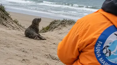 Rescataron a un cachorro de lobo marino entre los médanos de Miramar